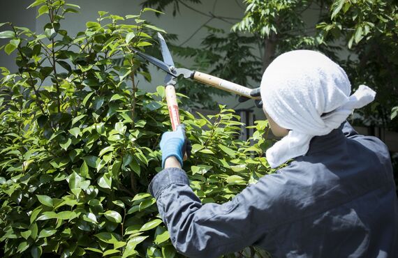 便利屋として佐世保市を中心とするエリアで庭木の剪定を請け負って人気です